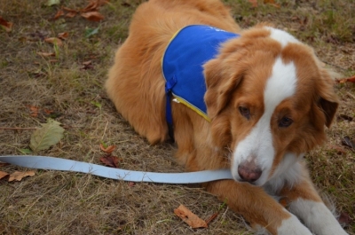 Faire appel aux animaux pour soigner