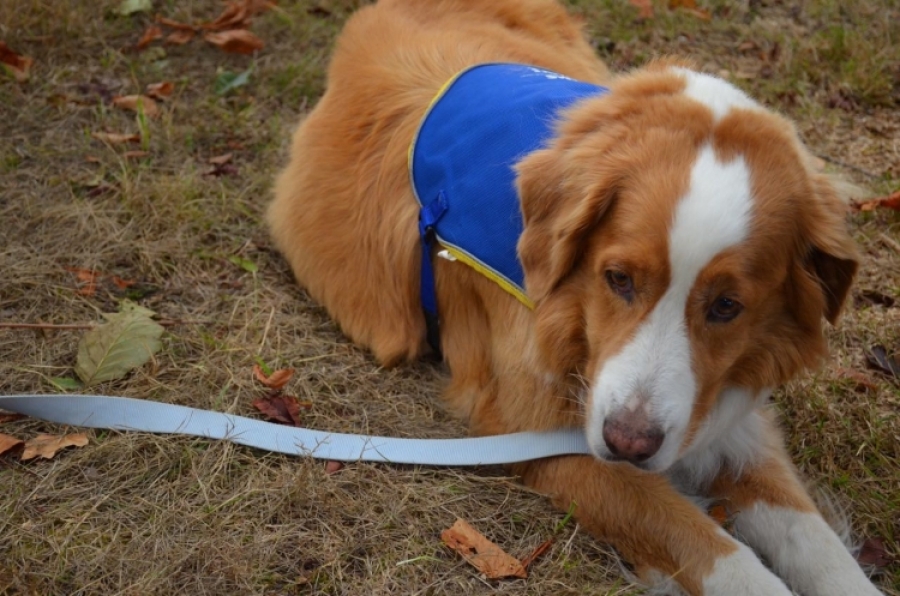 Faire appel aux animaux pour soigner